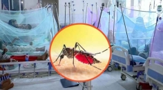 ডেঙ্গুতে আরও ৬ জনের মৃত্যু