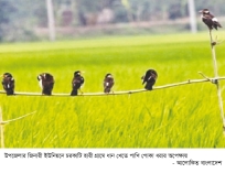 হোসেনপুরে ধান খেতে পোকা দমনে পাখি  