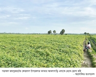 উঁচু জমিতে করোলা-পটোল বাড়তি আয়ের আশায় কৃষকরা  