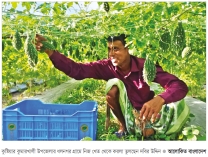 বিষমুক্ত সবজি চাষে লাভবান কৃষক  