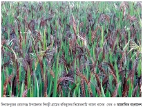 ভিয়েতনামি কালো ধান চাষে লাভবান কৃষক  