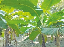 চান্দিনায় কলার আবাদ বাড়ছে  