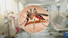 ২৪ ঘণ্টায় ডেঙ্গুতে ৩ জনের মৃত্যু