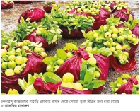 চন্দনাইশে কাঞ্চন পেয়ারা ফলন ভালো হওয়ায় চাষিরা সন্তুষ্ট 