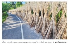 কুষ্টিয়ার কৃষকদের নতুন আয়ের উৎস হয়ে উঠছে পাটখড়ি  