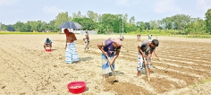 আগাম আলু চাষে ব্যস্ত কৃষক  