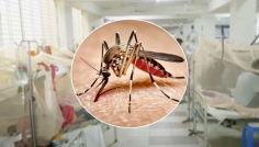 ২৪ ঘণ্টায় ডেঙ্গুতে ৬ জনের মৃত্যু, মোট প্রাণহানি ২৪৫