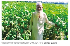 চান্দিনায় বেগুনের ফলন ও দামে খুশি কৃষক 