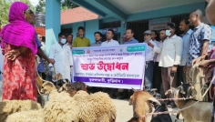 ভূরুঙ্গামারীতে ছাগল-ভেড়াকে পিপিআর টিকা দেওয়া শুরু
