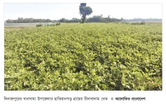 চীনাবাদাম চাষে ঝুঁকছেন কৃষক 