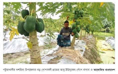 পেঁপে চাষে ভাগ্যবদল  