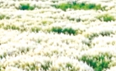 যমুনার চরে কাশফুলের সৌন্দর্য  