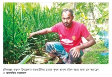 বস্তায় আদা চাষে লাভবান কৃষক 