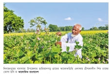 ধান ছেড়ে গ্রীষ্মকালীন শিমে স্বপ্ন  