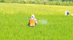 খুলনায় লক্ষ্যমাত্রার চেয়েও বেশি জমিতে রোপা আমন চাষ  