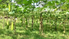 সিরাজগঞ্জে আগাম শীতকালীন সবজি চাষে কৃষকের মুখে হাসি