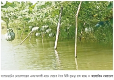 ঘেরের বাঁধে তরমুজ-মিষ্টি কুমড়া চাষে বাড়তি আয় 