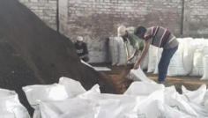 কেরুর ‘সোনার দানা’ জৈব সারে স্বস্তি চুয়াডাঙ্গার কৃষকদের