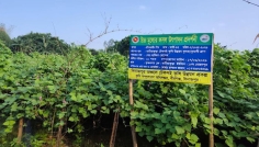 বীরগঞ্জে গ্রীষ্মকালীন শিমের বাম্পার ফলন, লাভের আশায় কৃষক