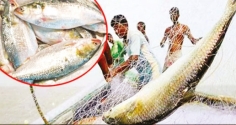 মা ইলিশ রক্ষায় ২২ দিনের নিষেধাজ্ঞা 