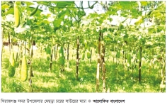 শীতের আগাম সবজিতে লাভবান কৃষক 