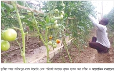 গ্রীষ্মকালীন টমেটো চাষে ফিরছে সচ্ছলতা  