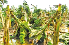 আকস্মিক ঝড়ে উড়ে গেছে কৃষকের স্বপ্ন