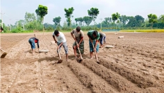 আগাম আলু চাষে লাভের স্বপ্ন দেখছেন দিনাজপুরের কৃষকরা