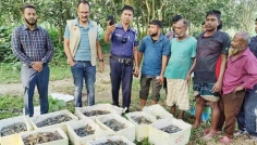 সিরাজগঞ্জে জেলি পুশ করা ৪৫০ কেজি চিংড়ি চাপা দিয়ে ধ্বংস