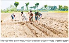 আগাম জাতের আলুতে লাভ বেশি, বাড়ছে আবাদ  