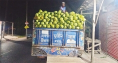 ডাবে ঘুরছে দক্ষিণাঞ্চলের গ্রামীণ অর্থনীতির চাকা  