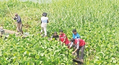ঢোলভাঙ্গা নদীর প্রাণ ফেরাতে কচুরিপানা অপসারণ  