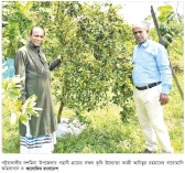 বারোমাসি আমে কৃষকের সুদিন  