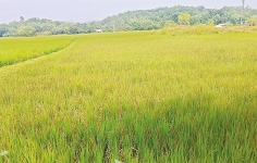 আমনে পোড়াপাতা রোগ দিশাহারা কৃষক 