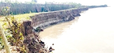 কুষ্টিয়ায় দুই মাসে পদ্মার ভাঙনে ৫০০ বিঘা জমি বিলীন, নিঃস্ব পানচাষিরা 