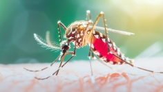 ২৪ ঘণ্টায় ডেঙ্গুতে ৯ জনের মৃত্যু