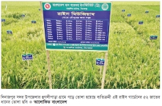 এক মাঠে ৫২ জাতের ধান, দিনাজপুরে কৃষিতে নতুন দিগন্ত  