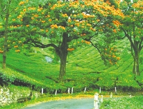 প্রাকৃতিক সৌন্দর্যের বিস্ময়  