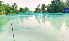 চান্দিনায় মাছ চাষে অর্থনৈতিক বিপ্লব  