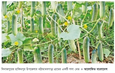 হাকিমপুরে শসা চাষে লাভবান কৃষক 