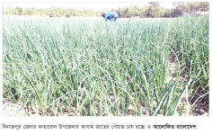 আগাম জাতের পেঁয়াজের চাষে লাভবান কৃষক  