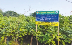 বীরগঞ্জে গ্রীষ্মকালীন শিম চাষে কৃষকের মুখে হাসি 