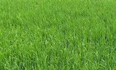সিরাজগঞ্জে রোপা আমন ধান চাষে বাম্পার ফলনের আশা