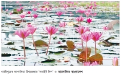 সৌন্দর্যের পাশাপাশি অর্থের জোগান দেয় লাল শাপলার বিল  