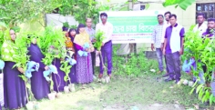 বরগুনায় ৪০০ ডিএফইডির ১২০০ গাছের চারা বিতরণ  