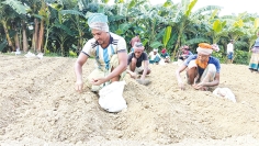 চারঘাটে মুড়িকাটা পেঁয়াজ রোপণে ব্যস্ত কৃষক  
