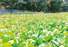 চান্দিনায় সবজির বহুমুখী চাষে সাফল্য 