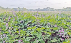 শীতকালীন সবজি 