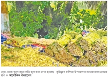 কচুর লতিতে ফিরছে সচ্ছলতা  