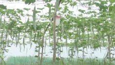 দিনাজপুরে গ্যাপ পদ্ধতিতে চিচিঙ্গা চাষ, স্বাবলম্বী হচ্ছেন কৃষক
